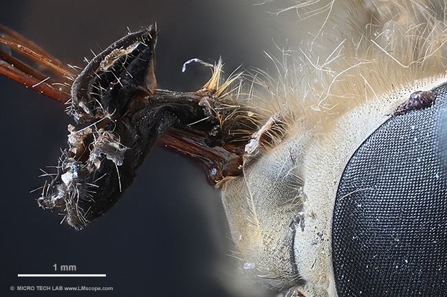 Demofoto Nikon Z6II Am Mikroskop, mit LM Mikroskopadapter, Demofoto Pferdebremse, H�chste Aufl�sung