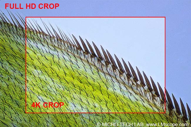 Canon EOS M50 Bildfeldgröße im 4K Video Modus