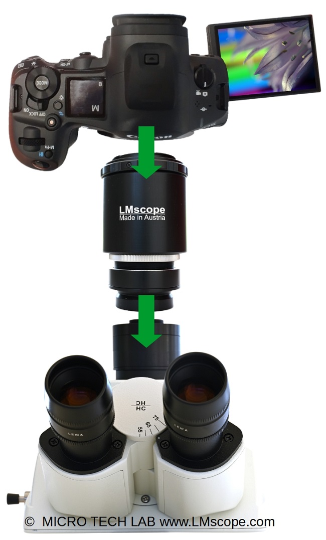 Canon EOS R5 Mark II Mikroskopkamera Montage am Fototubus