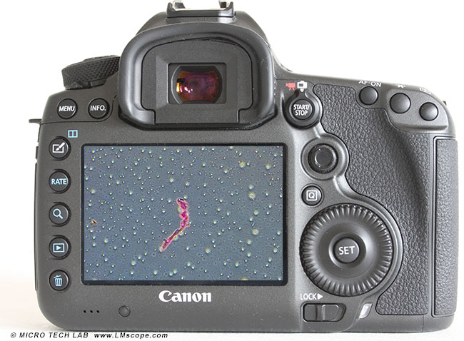 Canon EOS 5DS R�ckansicht mit Spirillen am Display