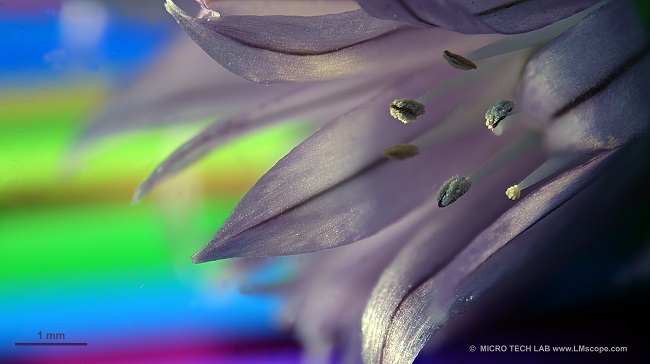 Mikroskopaufnahme; Schnittlauchbl�te mit Mikroskopkamera Canon EOS R5II  f�r C-Mount Anschluss