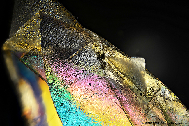 Foto de demostración con Canon EOS R10 en el microscopio, solución de adaptador con filtro de polarización integrado