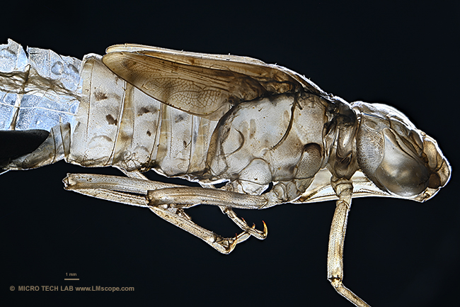 Demofoto Libellenlarve im Dunkelfeld mit Sony Alpha 6700 am Mikroskop , C-Mount-Mikroskopkamera