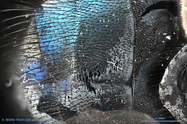 Demo image fly body field of view 5mm microscope image hair EOS R8