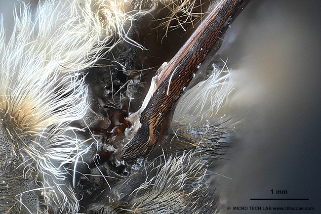 Demofoto Pferdebremse unter dem Mikroskop, fotografiert mit Nikon Z6III, LM Fotomikroskop , FOV 5,5mm Bildfeld Mikroskopadapter