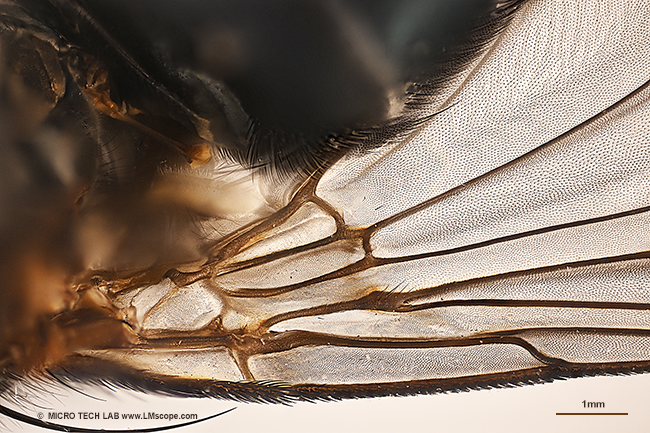 Insect wing field of view 9mm system camera microscope camera camera adapter