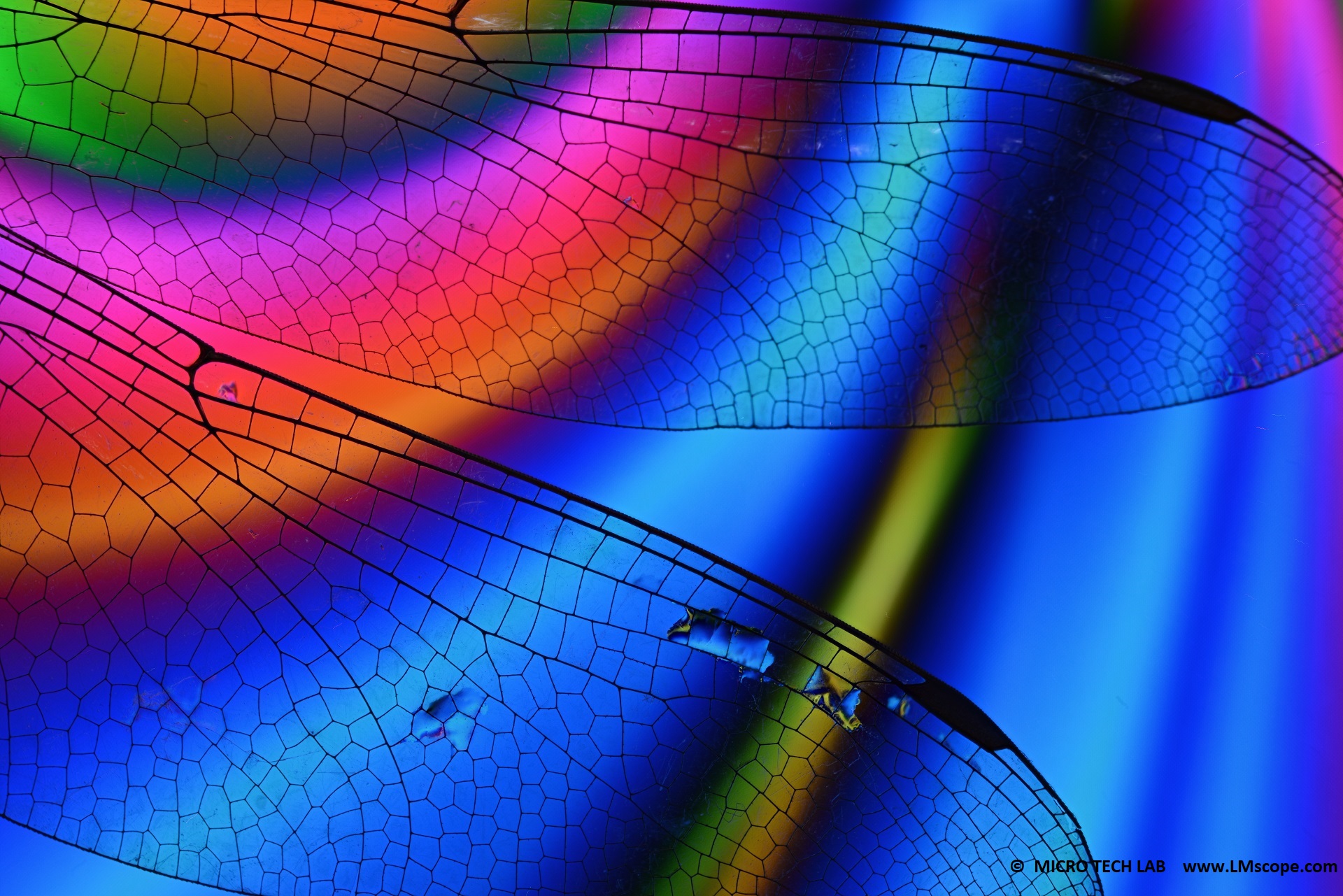 Demofoto: Insektenfotografie mit Mikroskop und Systemkamera Nikjon Z7