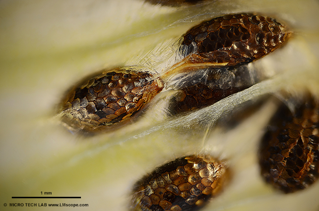 Kiwisamen: Kombination von Durch- und Seitenlicht, LM Weitfeld Fotomikroskop, 100 fache Mikroskopvergr��erung, Canon EOS R5