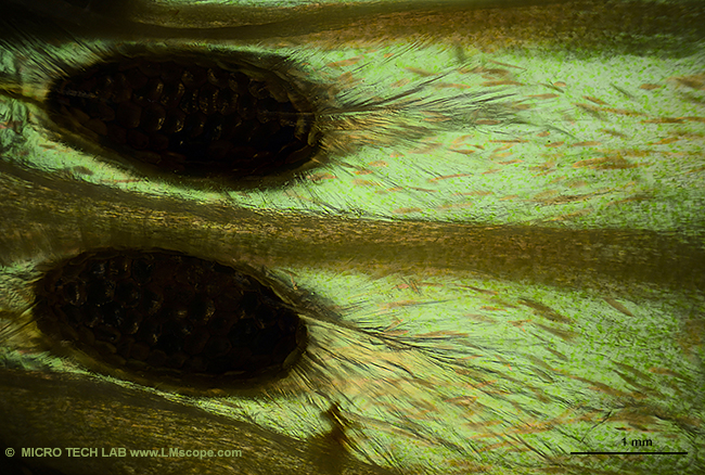 Kiwisamen unter dem Mikroskop, 6mm Bildbreite fov
