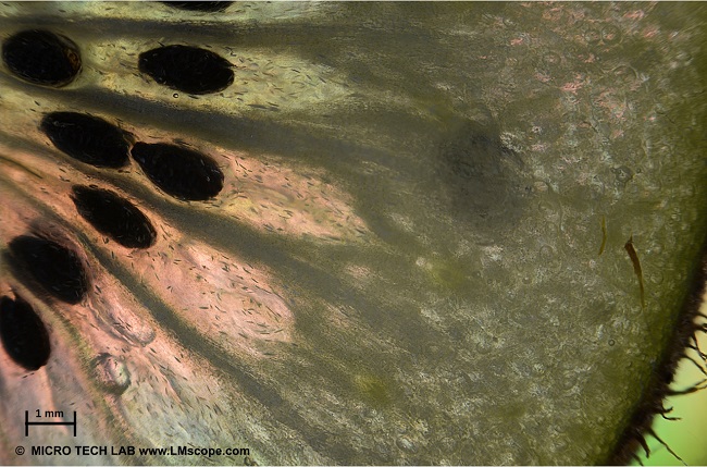 Fruchtfleisch Kiwi Scheibe unter dem LM Fotomikroskop