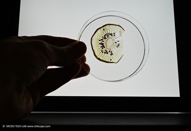 �bersicht d�nne Kiwischeibe in einer Petrischale mit wei�er LED-Hintergrundbeleuchtung