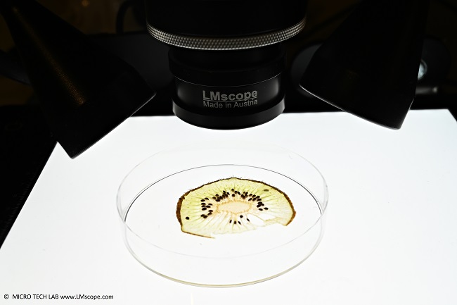 Anwendungsbeispiel LM Fotomikroskop mit LED Spot, LED Leuchtensplatte,Kiwifrucht Fruchtfleisch