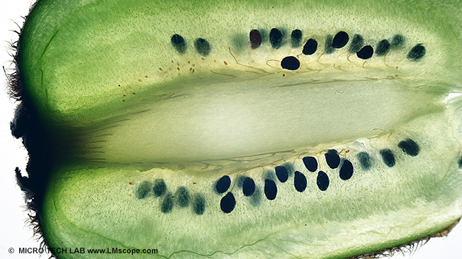 Demofoto:Kiwischeibe, �bersichtsaufnahme mit LM Makroskop und Nikon D610, Stackshot, Helicon Software, Bildstapel aus 20 Einzelbildern
