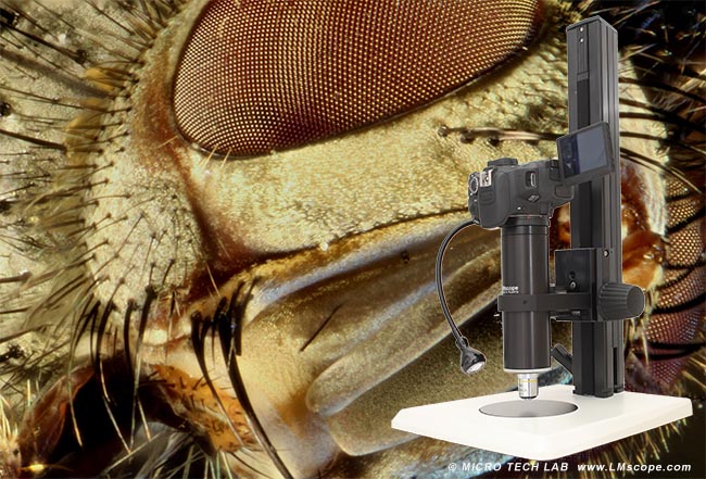 LM Fotomikroskop 80x Vergrößerung Fotomikroskopie