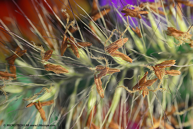 Mejores cámaras digitales Mejora en la Leica S9D / Mejor calidad de imagen: Pennisetum 15x de aumento