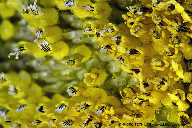 Sonnenblume in gro�er Vergr��erung