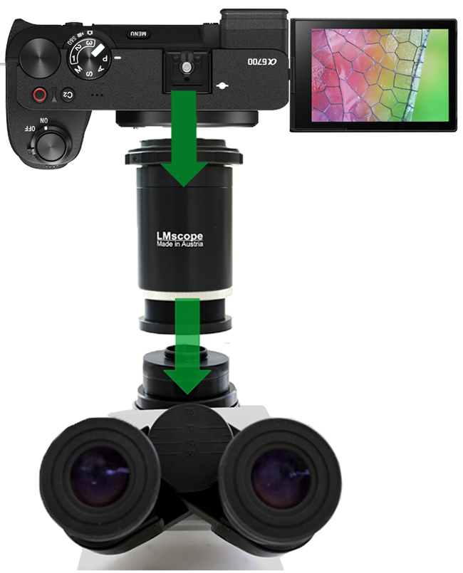Sony Alpha 6700 mit LM Mikroskopadapter mit integrierter Optik als leistungsfähige Mikroskopkamera nutzen