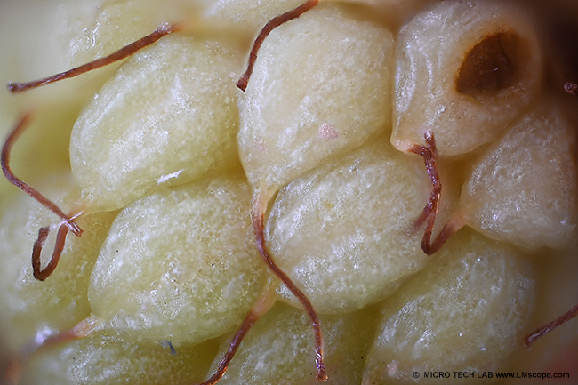 LM Adapterl�sung Euromex Z-Serie Kameraadapter