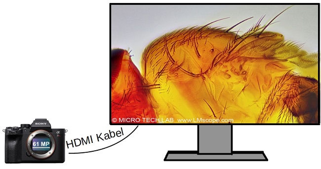 Hochauflösende Mikroskopkamera mit Live Bild in Ultra HD / 4K Verbindung mit HDMI zu Monitor