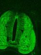 demo image confocal