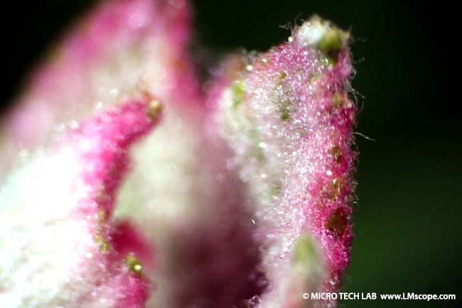 probleme microscopie seule une petite zone est représentée avec netteté