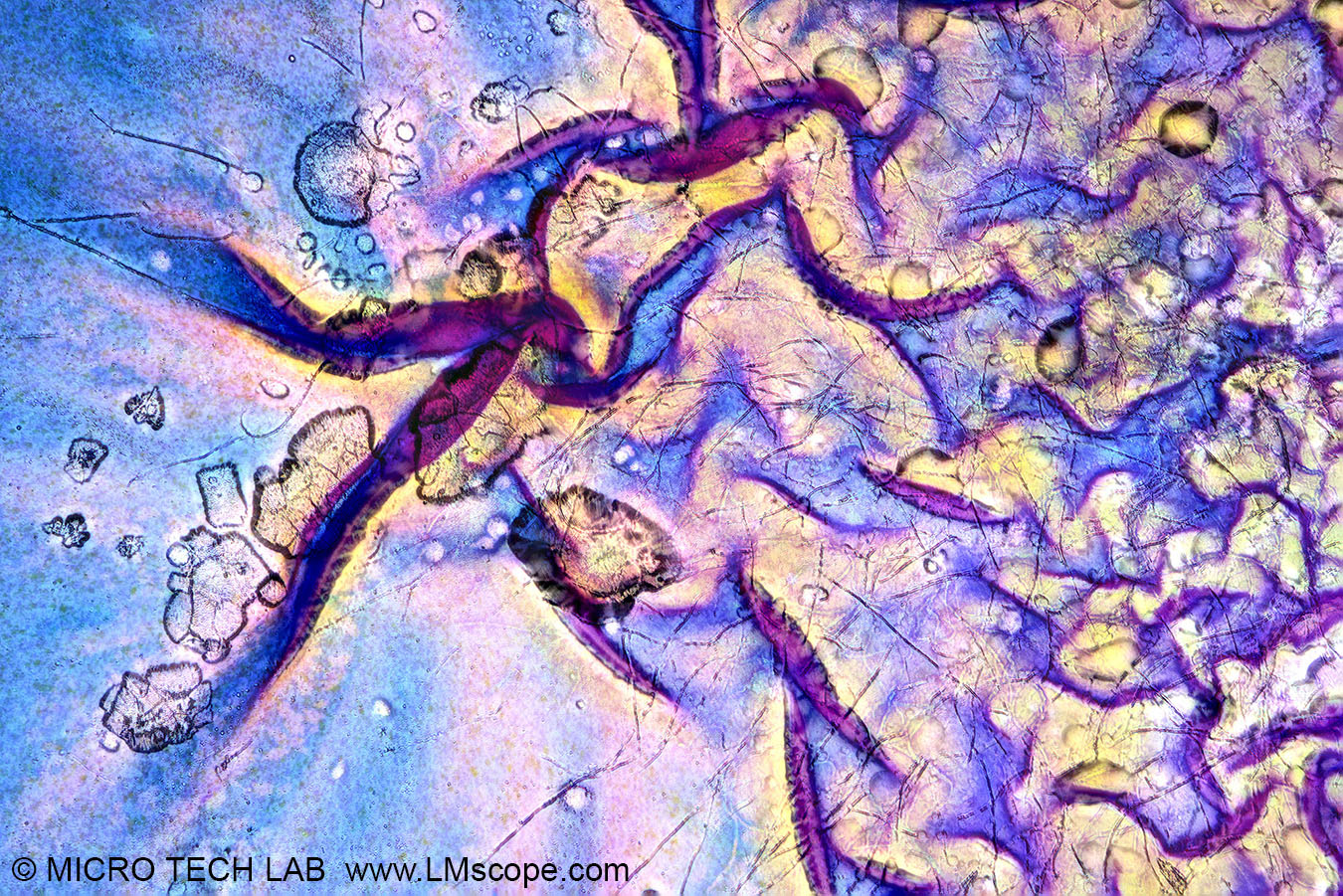 Demofoto LM Fotomikroskop  EOS 5D Mark IV