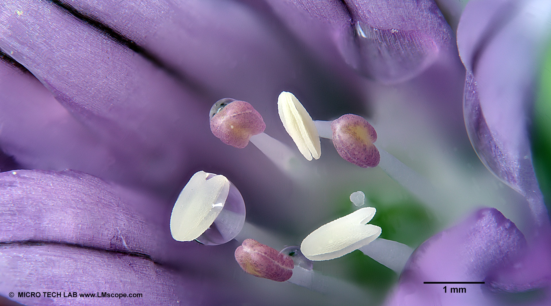 Extrem Makros mit LM Makroskop: Schnittlauchblüten mit 20-facher Mikroskopvergrößerung formatfüllend in hoher Bildqualität aufnehmen