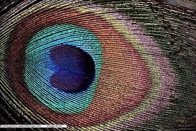 Webgalerie: Fotos erstellt mit Digitalkameras, Mikroskop adapter,LM Makroskope,Extrem Makro Objektive,Vorsatzlinsen,Focus stacking,DSLR,DSLM