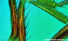 Taufliege (Drosophila) - Detailaufnahme Fl�gel