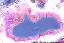 D�nnschicht: Gelatine geschmolzen