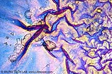 D�nnschicht: Gelatine geschmolzen