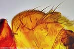Taufliege (Drosophila) - Detailaufnahme K�rper und  Fl�gel 
