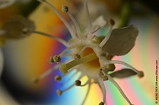 Kirschlorbeerbl�te unter dem LM Makroskop