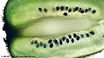 Makroextrem: Frische geschnittene Kiwischeibe �berblick