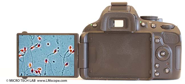 Nikon D5100 R�ckansicht mit Display