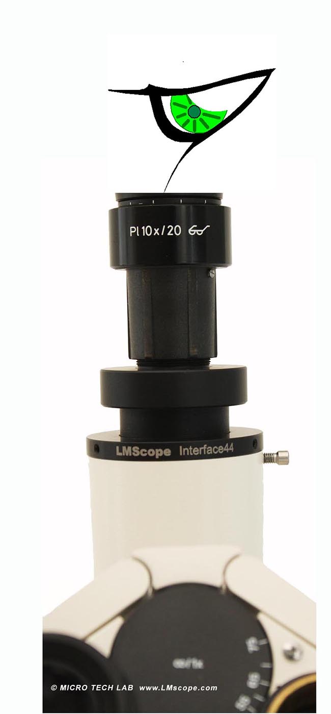 �berpr�fung Fototubus mit dem Auge