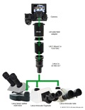 Add modern digital cameras to the Leica stereo microscope with phototube and attached Leica C-mount adapter 1.0x for HC / no. 10 450 317